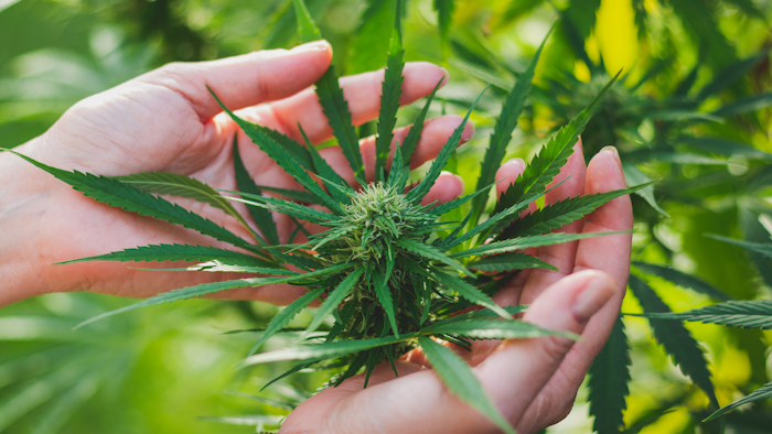 Marijuana Plant