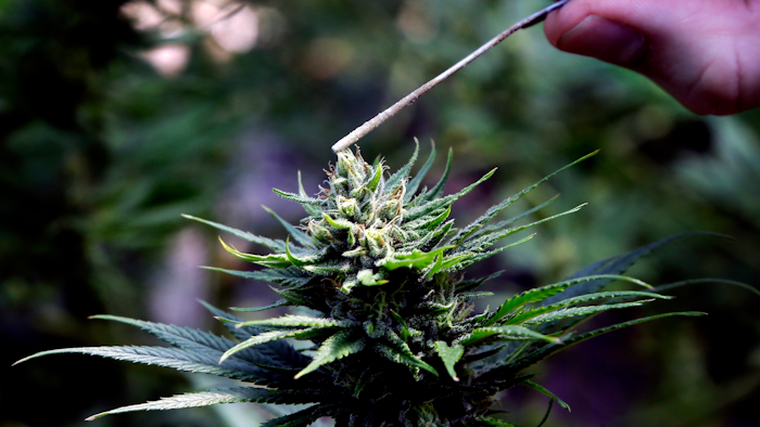 In this April 24, 2018, file photo, a hemp plant is pollinated at the Unique Botanicals facility in Springfield, Ore.