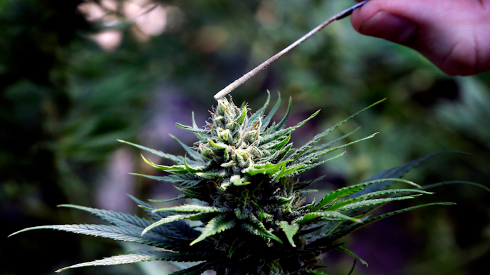 In this April 24, 2018, file photo, a hemp plant is pollinated at the Unique Botanicals facility in Springfield, Ore.
