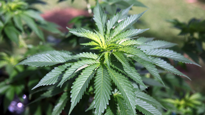 This Feb. 17, 2016, file photo shows marijuana plants at a home in Honolulu.