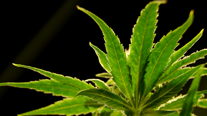 In this Friday, March 22, 2019, file photo, a marijuana plant is visible at Compassionate Care Foundation's medical marijuana dispensary in Egg Harbor Township, N.J.