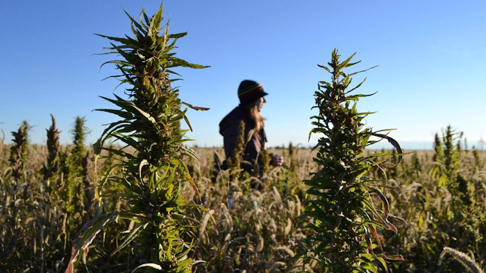 In this Oct. 5, 2013, file photo, a woman stands in a hemp field at a farm in Springfield, Colo.