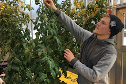 In this Feb. 14, 2019, photo, Colton Welch, a junior at the State University of New York at Morrisville, N.Y., tends hydroponic tomato plants which will provide students with data applicable to cannabis cultivation.