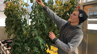 In this Feb. 14, 2019, photo, Colton Welch, a junior at the State University of New York at Morrisville, N.Y., tends hydroponic tomato plants which will provide students with data applicable to cannabis cultivation.