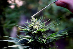 In this April 24, 2018, file photo, a hemp plant is pollinated at the Unique Botanicals facility in Springfield, Ore.