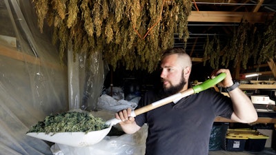 In this April 23, 2018, file photo, hemp branches hang drying at Big Top Farms' production facility near Sisters, Ore.