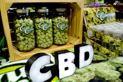 In this Aug. 31, 2018, file photo, CBD buds of chocolate by Chronic Candy are displayed at the Big Industry Show at the Los Angeles Convention Center.