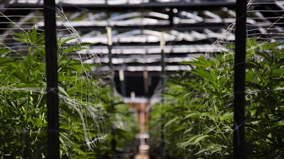 Cannabis Farm