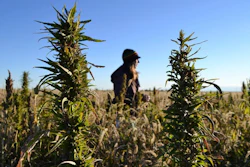 In this Oct. 5, 2013, file photo, a woman stands in a hemp field at a farm in Springfield, Colo.