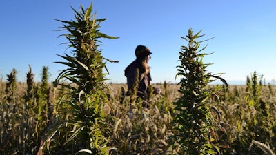 In this Oct. 5, 2013, file photo, a woman stands in a hemp field at a farm in Springfield, Colo.