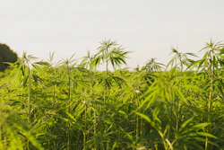 Hemp