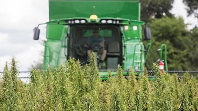 In this Aug. 16, 2017 file photo, a Calloway, Ky., County farmer, harvests hemp at Murray State University's West Farm in Murray, Ky. Kentucky's resurgent hemp sector flexed more economic clout in 2018, with processors reporting sharply higher sales and farmers reaping more than twice as much income from their crop, the state's agriculture commissioner said Monday, March 18, 2019.