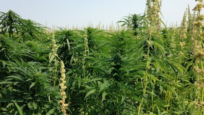 Sd Hemp