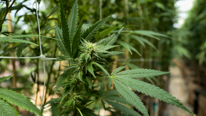 This Sept. 11, 2018, file photo shows cannabis plants growing at a greenhouse at SLOgrown Genetics in the coastal mountain range of San Luis Obispo, Calif.