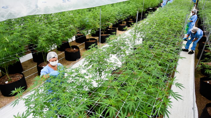 In this Jan. 30, 2019, file photo, employees prune marijuana plants at a Fotmer SA greenhouse in Nueva Helvecia, Uruguay.