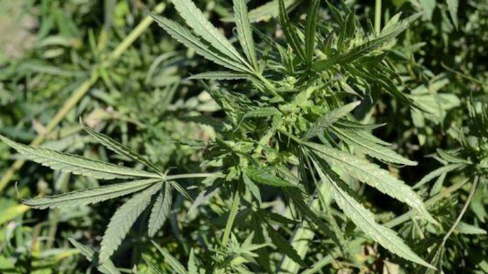 This Sept. 23, 2014, file photo shows a hemp plant cut down at a University of Kentucky farm near Lexington, Ky.