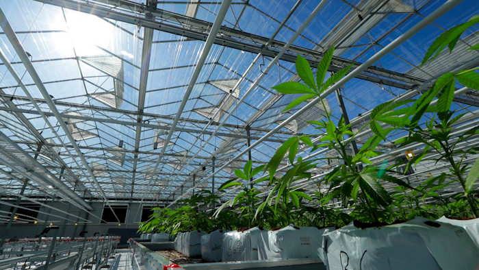 In this Sept. 25, 2018, photo, marijuana plants are shown growing in a massive tomato greenhouse being renovated to grow pot in Delta, British Columbia.