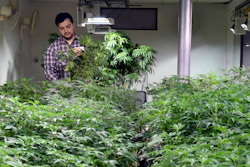 Oswaldo Barrientos picks dead leaves from marijuana plants at the grow facility where he works near downtown Denver on Wednesday, April 3, 2019.