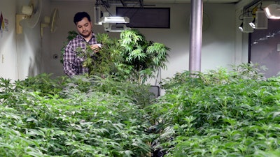 Oswaldo Barrientos picks dead leaves from marijuana plants at the grow facility where he works near downtown Denver on Wednesday, April 3, 2019.