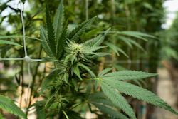 This Sept. 11, 2018, file photo shows cannabis plants growing at a greenhouse at SLOgrown Genetics in the coastal mountain range of San Luis Obispo, Calif.