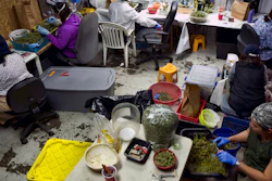 In this Thursday, April 4, 2019, file photo, a cannabis worker trims marijuana flowers at Loving Kindness Farms in Gardena, Calif.