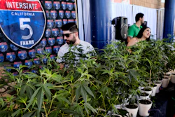 This Oct. 20, 2018, file photo shows marijuana clone plants displayed for sale by Interstate 5 Farms at the cannabis-themed Kushstock Festival at Adelanto, Calif.