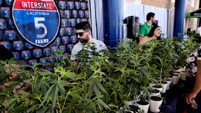 This Oct. 20, 2018, file photo shows marijuana clone plants displayed for sale by Interstate 5 Farms at the cannabis-themed Kushstock Festival at Adelanto, Calif.