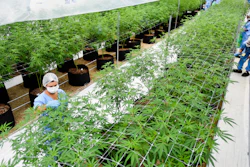 In this Jan. 30, 2019, file photo, employees prune marijuana plants at a Fotmer SA greenhouse in Nueva Helvecia, Uruguay.