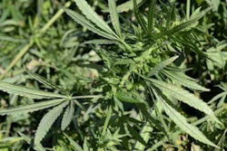 This Sept. 23, 2014, file photo shows a hemp plant cut down at a University of Kentucky farm near Lexington, Ky.