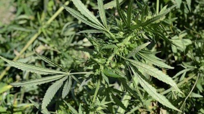 This Sept. 23, 2014, file photo shows a hemp plant cut down at a University of Kentucky farm near Lexington, Ky.