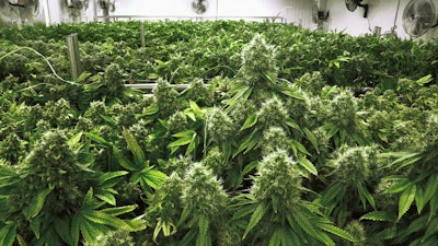 Marijuana plants at the Ataraxia medical marijuana cultivation center in Albion, Ill.