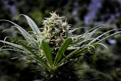 This May 24, 2018, file photo shows a marijuana plant at a commercial grow in Springfield, Ore.