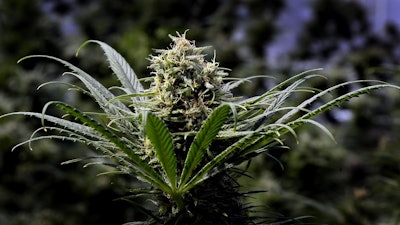 This May 24, 2018, file photo shows a marijuana plant at a commercial grow in Springfield, Ore.
