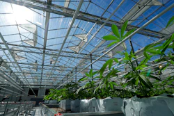 In this Sept. 25, 2018, photo, marijuana plants are shown growing in a massive tomato greenhouse being renovated to grow pot in Delta, British Columbia.