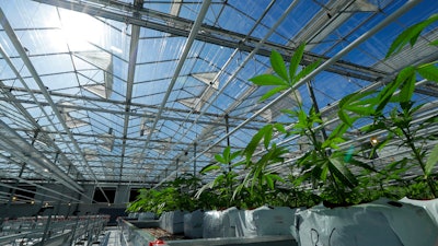 In this Sept. 25, 2018, photo, marijuana plants are shown growing in a massive tomato greenhouse being renovated to grow pot in Delta, British Columbia.