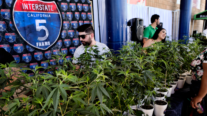 In this Oct. 20, 2018, file photo, marijuana clone plants are displayed for sale by Interstate 5 Farms at the cannabis-themed Kushstock Festival at Adelanto, Calif.