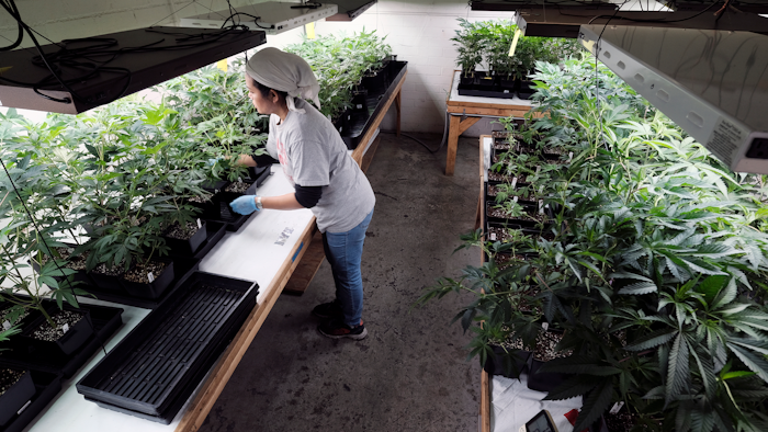 In this Dec. 27, 2018, file photo, a grower at Loving Kindness Farms attends to a crop of young marijuana plants in Gardena, Calif.