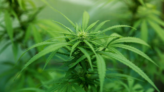 Hemp Mn