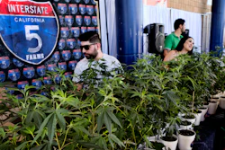 In this Oct. 20, 2018, file photo, marijuana clone plants are displayed for sale by Interstate 5 Farms at the cannabis-themed Kushstock Festival at Adelanto, Calif.