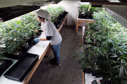 In this Dec. 27, 2018, file photo, a grower at Loving Kindness Farms attends to a crop of young marijuana plants in Gardena, Calif.