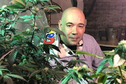 In this April 8, 2019, photo, Bernie Barriere poses for a photo as he tends to two marijuana plants he legally grows in a basement in Bennington, Vt.