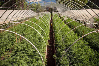 Cannabis From Above