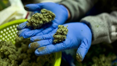 In this Thursday, April 4, 2019, photo, a cannabis worker displays fresh cannabis flower buds that have been trimmed for market in Gardena, Calif.