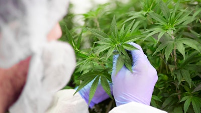 Tilray is a pioneer in the research, cultivation, production and distribution of cannabis and cannabinoids.
