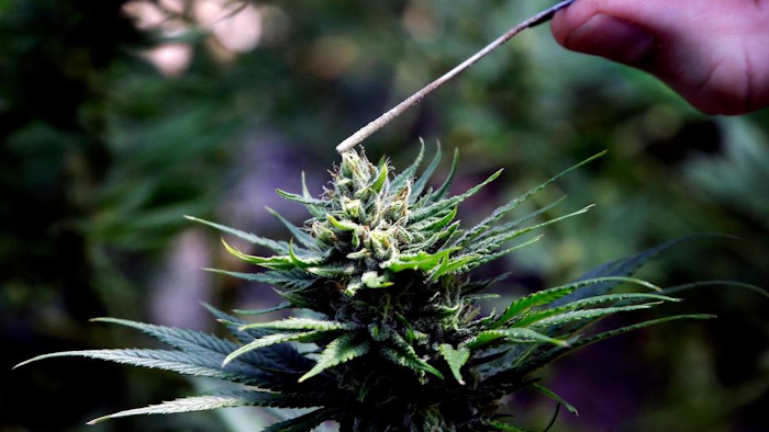In this April 24, 2018, file photo, a hemp plant is pollinated at the Unique Botanicals facility in Springfield, Ore. The U.S. Department of Agriculture says states can't block the interstate transportation of hemp, but law enforcement in Idaho says it won't follow those guidelines. Hemp doesn't get a person high, but it still contains trace amounts of the chemical THC, which is found in marijuana. Under Idaho law, any amount of THC is illegal. The USDA released a memo Tuesday, May 28, 2019, saying states can't block any interstate shipment because hemp was legalized under the 2018 Farm Bill.
