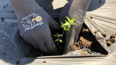 In this Thursday, June 13, 2019, photo, Jennifer Lane, a student intern at the Oregon State University Extension Center, plants a hemp seedling in a field at one of the research stations for Oregon State's newly announced Global Hemp Innovation Center in Aurora, Ore. The center will be the largest such research hub in the U.S.