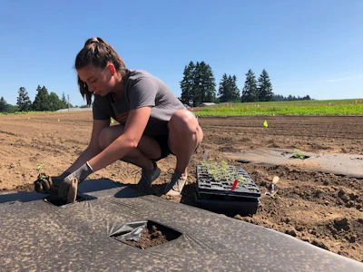 In this Thursday, June 13, 2019, photo, Jennifer Lane, a student intern at the Oregon State University Extension Center, plants a hemp seedling in a field at one of the research stations for Oregon State's newly announced Global Hemp Innovation Center in Aurora, Ore. The center will be the largest such research hub in the U.S.