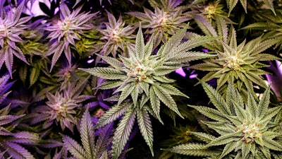 In this Dec. 13, 2019, file photo, a marijuana plant grows under artificial light at an indoor facility in Portland, Maine.