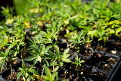 Small hemp plants recently brought outside from a grow room in Minnesota.