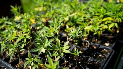 Small hemp plants recently brought outside from a grow room in Minnesota.